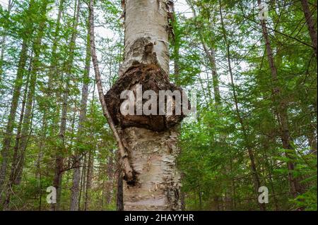 Kettle Pond State Park, Groton, Vermont Stockfoto