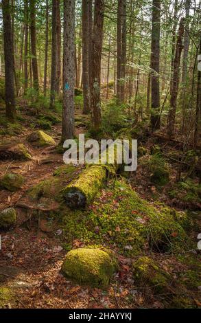 Ein Wanderweg durch einen Rotfichtenwald bei Sonnenuntergang. Moosbewachsener Baumstamm und Felsen auf dem Waldboden. Kettle Pond State Park, Groton, VT Stockfoto