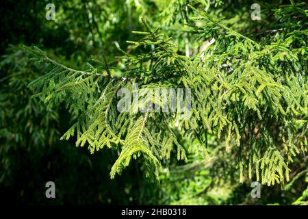 Natürlicher Hintergrund mit grünen Fichtenzweigen. Stockfoto