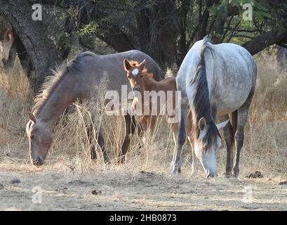 Schöne Aufnahme von Arizona Wild Horses auf der Farm Stockfoto