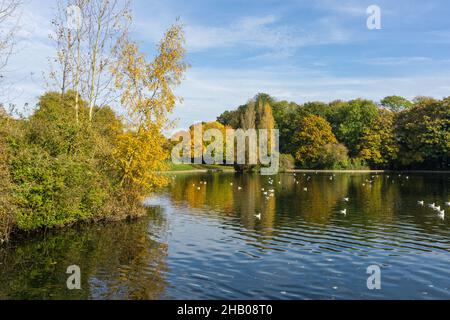 Ein Blick über den See im Herbst, Abington Park, Northampton, Großbritannien Stockfoto