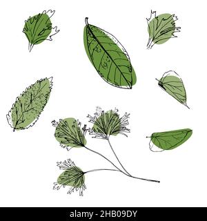 Satz von Vektor-handgezeichneten Blättern. Handgezeichnete Skizze. Stock Vektor