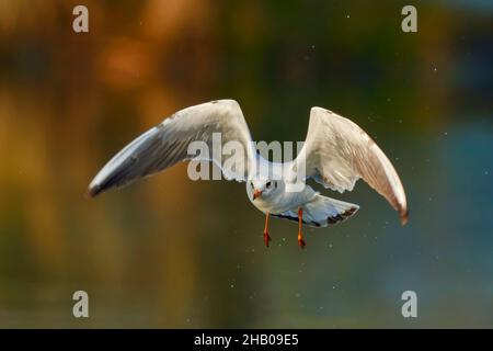 Schwarze Möwe im schnellen Flug mit Tröpfchen. Tief über der Wasseroberfläche fliegen. Winter Morgenlicht. Vorderansicht, Nahaufnahme. Gattung Larus ridibundus. Stockfoto