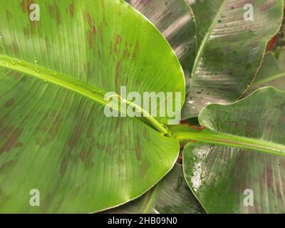 Das neue Blatt auf dem Bananenbaum wachsen lassen - Wasser tropft auf die Blätter. Stockfoto