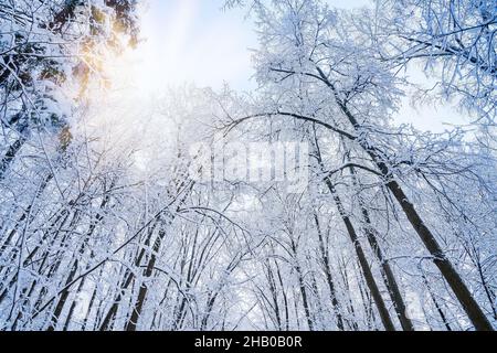 Ansicht von unten nach oben von frostbedeckten Bäumen im Winterwald Stockfoto