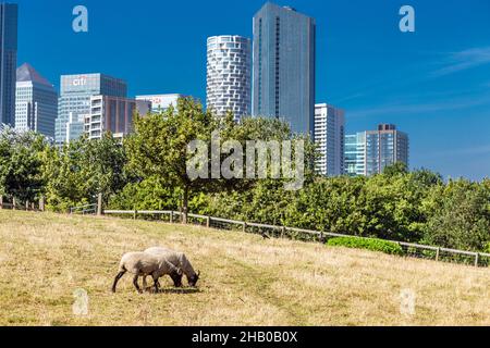 Oxford Down Schafe grasen auf der Mudchute Farm mit Canary Wharf Wolkenkratzern im Hintergrund, London, Großbritannien Stockfoto