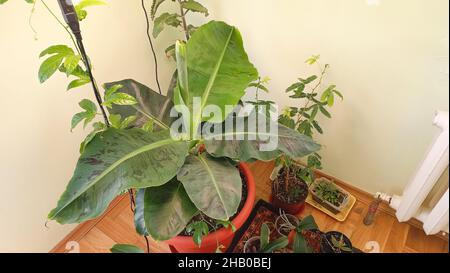 Schöner Bananenbaum drinnen zusammen mit Passionsfrucht und Mimosa pudica - wachsende tropische Pflanzen zu Hause Konzept. Stockfoto