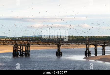 LOSSIEMOUTH, MORAY, SCHOTTLAND - 14. DEZEMBER 2021: Dies sind einige der Wildvogelszenen im East Beach-Gebiet von Lossiemouth, Moray, Schottland. Stockfoto