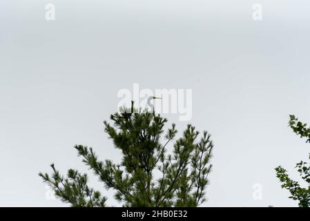 Großreiher oder Großreiher thronen hoch oben in einer Kiefer. Stockfoto