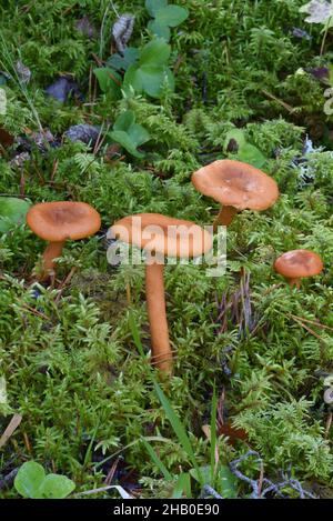 Gruppe von vier wachsartigen Laccaria-Pilzen oder Pilzen, Laccaria laccata, auch bekannt als The Deceiver Stockfoto