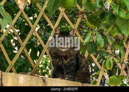 Flauschige, grau gestreifte Hauskatze mit grünen Augen aus der Nähe, die auf einem Zaun vor einem Hintergrund aus grünem Laub sitzt. Stockfoto