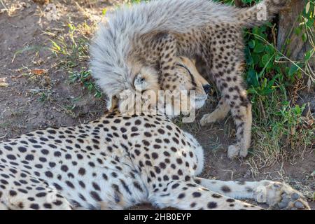 Cheetah-Junge, der mit seiner Mutter in Afrika spielt Stockfoto