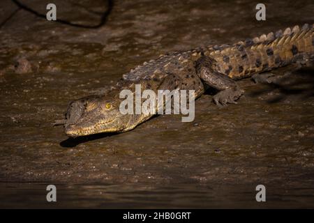 Amerikanisches Krokodil, Crocodylus acutus, neben Rio Grande in der Provinz Cocle, Republik Panama, Mittelamerika. Stockfoto