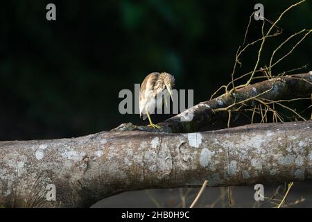 Ein indischer Teichreiher, der auf einem umgestürzten Baum thront und auf sein Morgenmahl wartet. Stockfoto