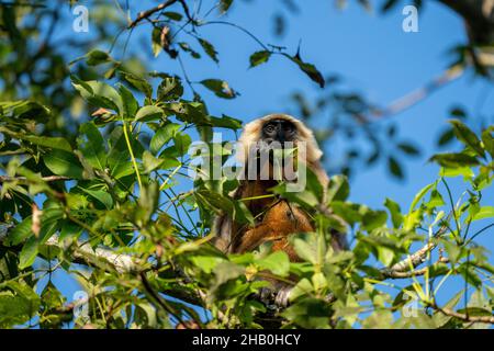 Ein Langur, der hoch in einem Baum sitzt und die Blätter frisst. Stockfoto