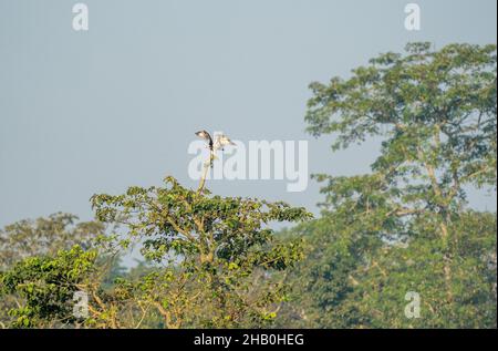 Ein Fischadler, der auf einem Baum über den Dschungeln des Chitwan Nationalparks in Nepal landet. Stockfoto