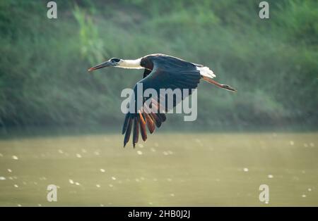 Ein Wolly Necked Stork im Flug über einen Fluss im Chitwan National Park. Stockfoto