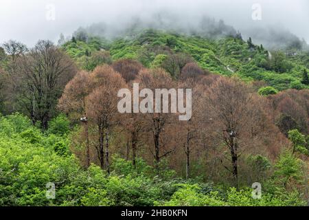 Der Naturpark Tunca-Tal am Fuße des Altınparmak-Gebirges ist ein faszinierender Ort mit seinen Wäldern, Blumen, Stein- und Holzhäusern... Stockfoto