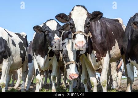 Eine Gruppe von Kühen, die auf dem Feld spielen, glücklich und fröhlich und ein blauer Himmel, steht nebeneinander und ein Gürtel um ihr Gesicht Stockfoto