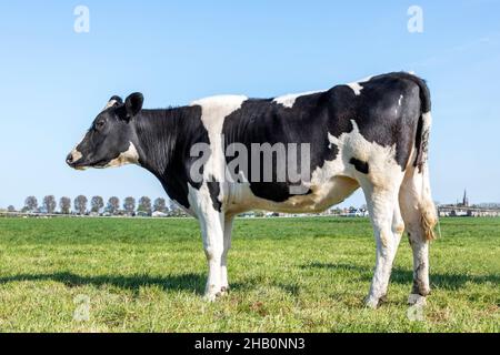 Kuh schwarz-weiß Seitenansicht in den Niederlanden, auf grünem Gras auf einem Feld stehend, Weide Stockfoto