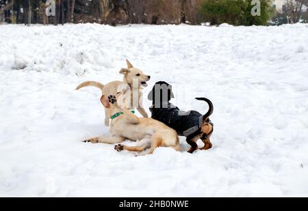 Hunde im Schnee spielen. Stockfoto