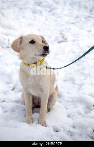 Welpe eines Retriever an der Leine, der seinen Besitzer ansieht. Konzept von Vertrauen und Freundschaft zwischen Mensch und Hund. Stockfoto