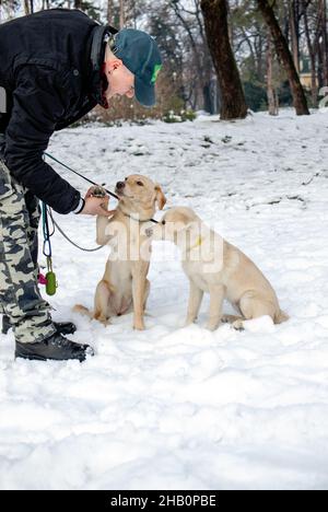 Im Winter spricht der Besitzer an einem verschneiten Tag im öffentlichen Park mit seinen Hunden. Pfote schütteln mit dem Besitzer. Stockfoto