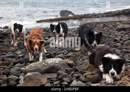 Collies spielen am Strand Stockfoto