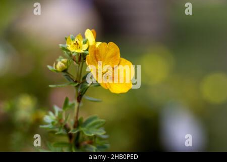 Selektive Fokusaufnahme der gelben Blüten der Potentilla Sunset Stockfoto