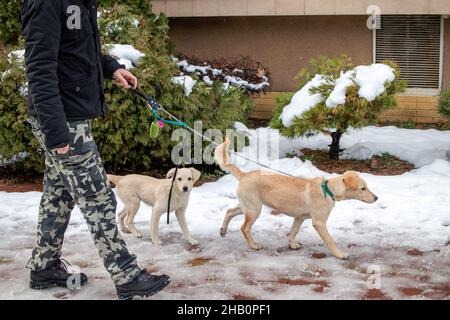Im Winter geht ein Mann an einem verschneiten Tag im öffentlichen Park mit zwei Hunden. Haustiersitter-Konzept. Stockfoto