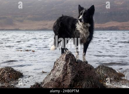 Collies spielen am Strand Stockfoto