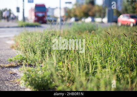 Ragweed-Büsche. Ambrosia artemisiifolia gefährliche allergieauslösende Pflanze, die im Sommer und Herbst an Straßenrändern in der Stadt wächst. Unkrautgräser und Burrob Stockfoto
