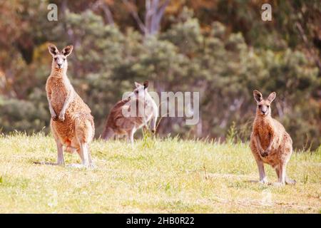 Wilde Kängurus in Australien Stockfoto