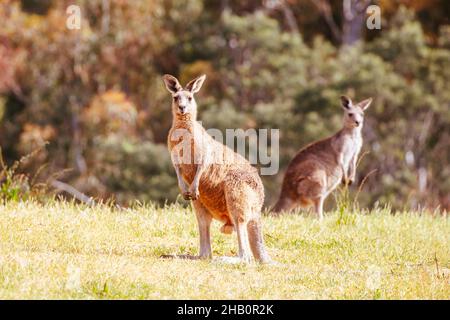 Wilde Kängurus in Australien Stockfoto