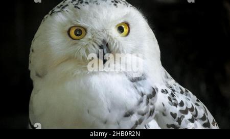 Augen einer verschneiten Eule oder Polareule. Bubo scandiacus Arten aus den arktischen Regionen Nordamerikas und der Paläarktis. Falknerei Greifvögel. Erwachsener Stockfoto