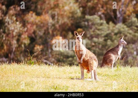 Wilde Kängurus in Australien Stockfoto