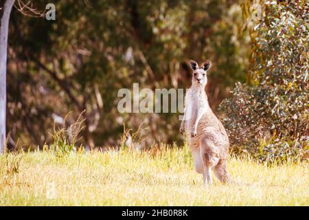 Wilde Kängurus in Australien Stockfoto