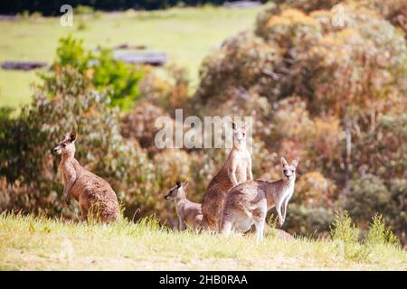 Wilde Kängurus in Australien Stockfoto