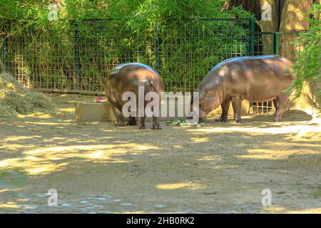 Großer Nilpferd, der Gemüse isst. Große fünf Tiere aus Südafrika. Nahaufnahme. Safari mit Wildfahrten. Hippopotamus amphibius-Arten. Stockfoto