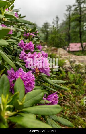 Der Naturpark Tunca-Tal am Fuße des Altınparmak-Gebirges ist ein faszinierender Ort mit seinen Wäldern, Blumen, Stein- und Holzhäusern... Stockfoto