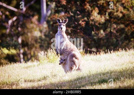 Wilde Kängurus in Australien Stockfoto