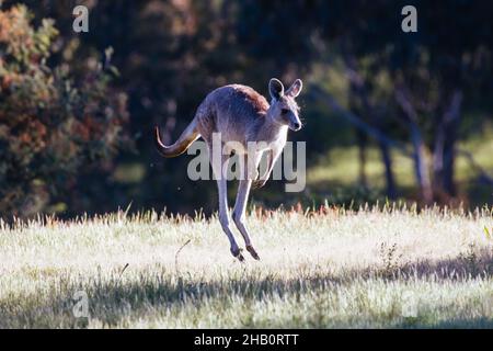 Wilde Kängurus in Australien Stockfoto