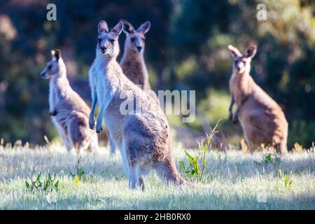 Wilde Kängurus in Australien Stockfoto