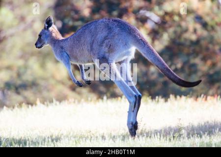 Wilde Kängurus in Australien Stockfoto