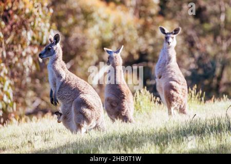 Wilde Kängurus in Australien Stockfoto