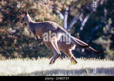 Wilde Kängurus in Australien Stockfoto