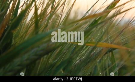 Goldenes Weizenfeld und sonniger Tag. Ähren bereit für die Ernte Weizen oder Roggen Nahaufnahme durch Sonnenlicht beleuchtet, gegen den Himmel. Stockfoto