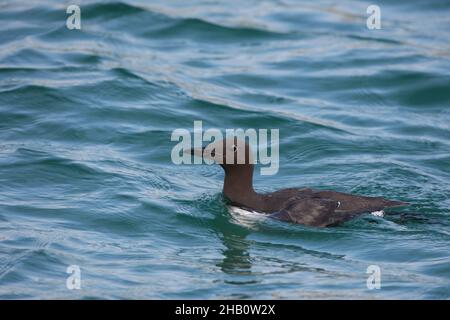 Guillemot kann bis zu 60m tauchen, um Beute zu fangen, um sich entweder vor dem Auftauchen zu ernähren oder zum Nest zurückzukehren, um ihr Küken zu füttern. Stockfoto