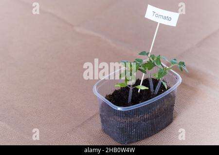 Nahaufnahme von Tomaten-Setzlingen, die in Kunststoffbehältern wachsen, bereit für die Pflanzung im Garten oder auf dem Bauernhof. Speicherplatz kopieren Stockfoto