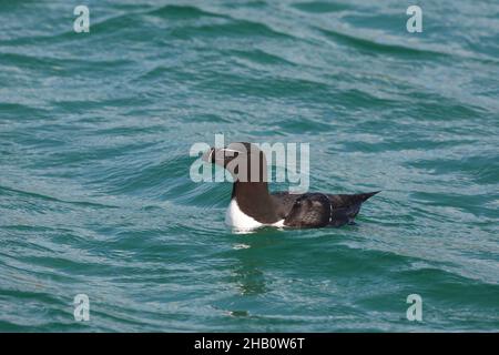 Razorbill in flachen Küstengewässern während der Brutzeit, wo sie Fischreit fangen, um ihr Küken zu füttern. Stockfoto